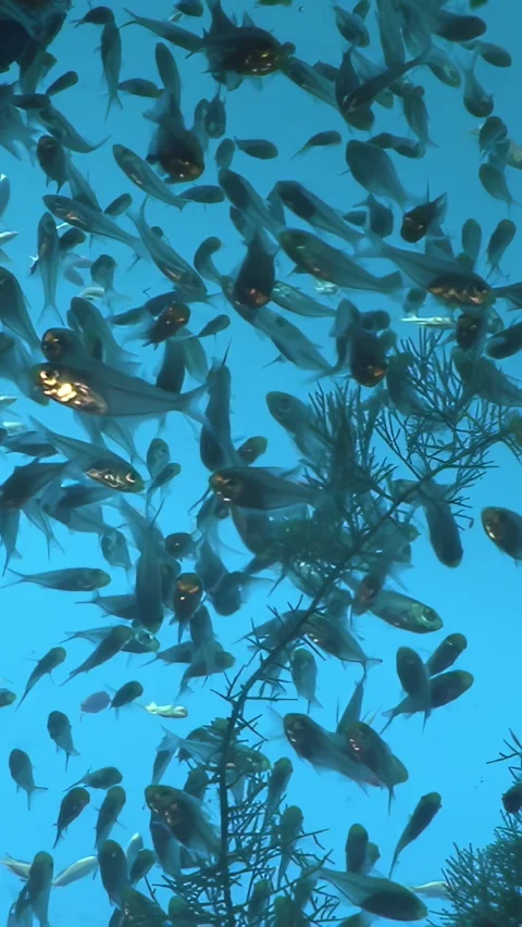 Countless Shimmering Fish Dart and Swirl Near Lush Plants in Clear Blue Stock Footage 337499730
