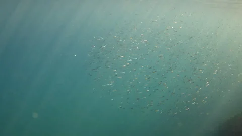 Countless tiny fish forming a large school in clear blue ocean water, with light Vídeo Stock 343463087