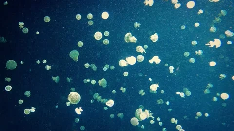 Countless Tiny Jellyfish Swimming Around Stock Footage 54592581
