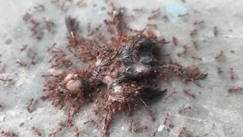 Countless tiny red ants slowly decompose a small bird's body Stock Footage 336675002