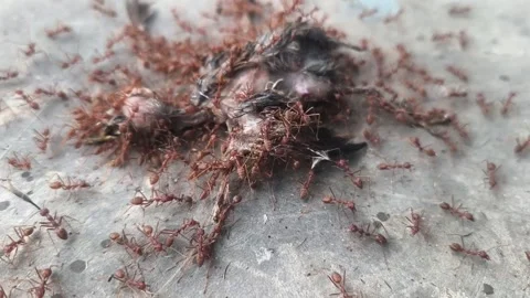 Countless tiny red ants slowly decompose a small bird's body Stock Footage 336675025