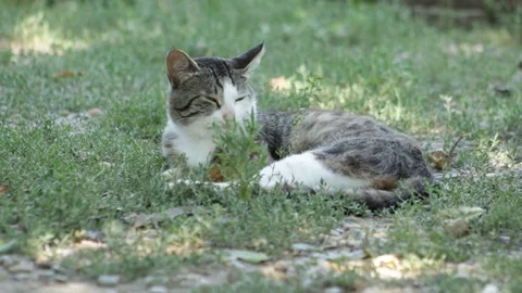 Country cat in the grass 库存影片 79753909