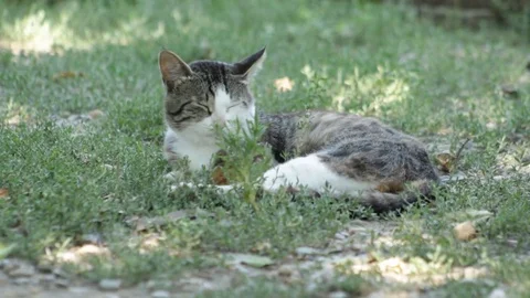 Country cat in the grass 库存影片 79754131