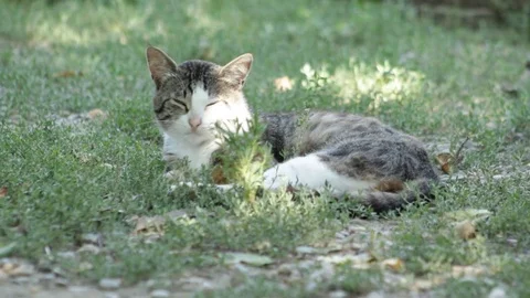 Country cat in the grass 库存影片 79754216