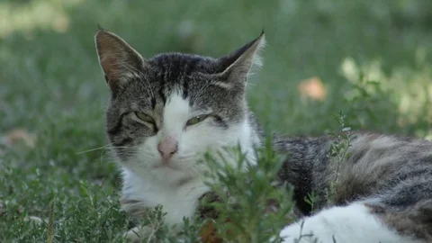 Country cat in the grass 库存影片 79754356