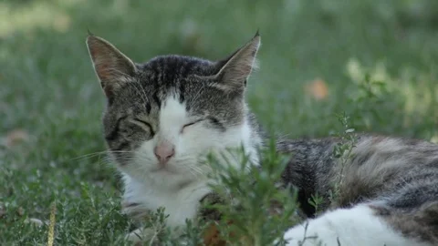 Country cat in the grass 库存影片 79754395