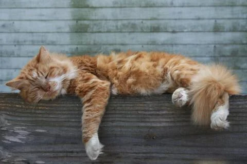 Country Cat Takes a Nap Stock Photos