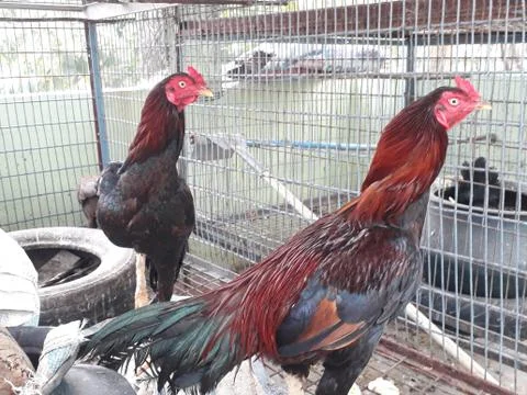 Country chicken in the cage Stock Photos