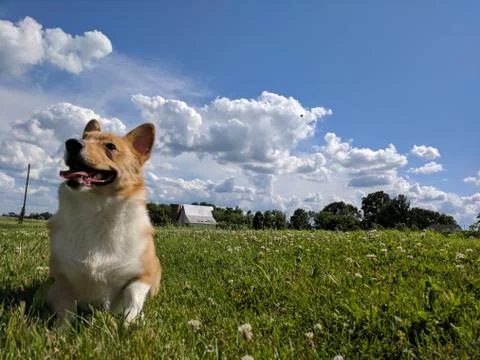 Country Corgi Stock Photos