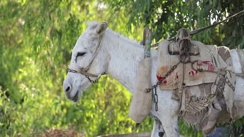 A country donkey among the trees Stock Footage 336920256