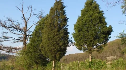 Country Evergreens Stock Footage 3467064