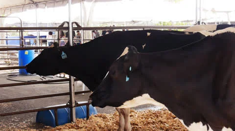 Country fair cows 1 Stock Footage 24763399