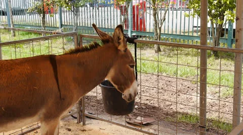 Country fair donkey Stock Footage 24820118