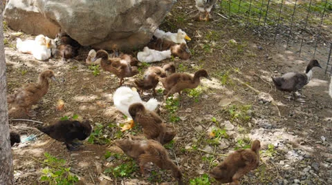 Country fair ducks Stock Footage 24826016