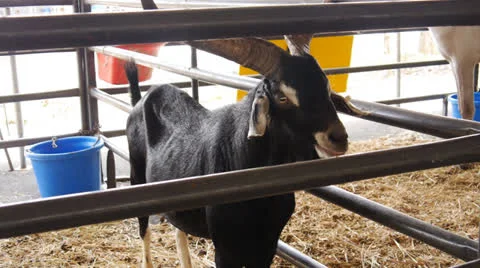 Country fair goat 2 Stock Footage 24768045