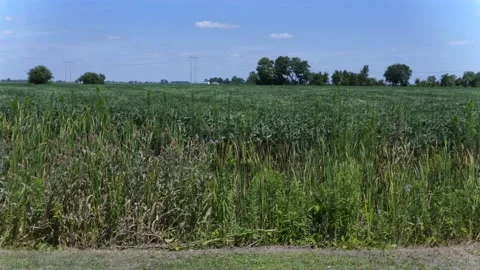 Country Field 4K Stock Footage 137215286