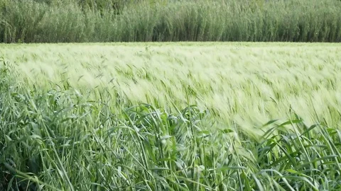 Country flields Stock Footage 74407926