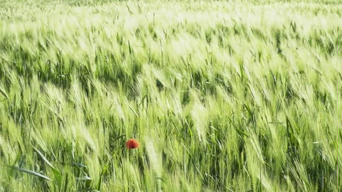 Country flields Stock Footage 74407961