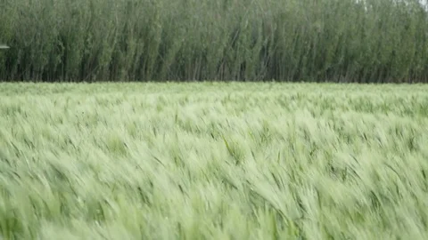 Country flields Stock Footage