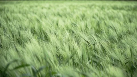 Country flields Stock Footage 74408072