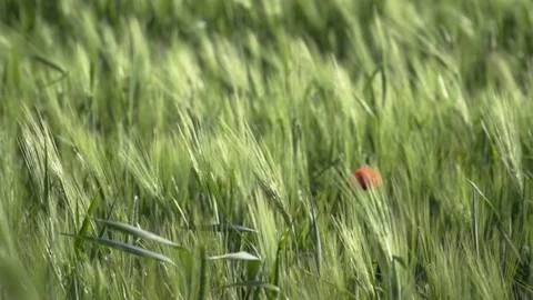 Country flields Stock Footage 74408114