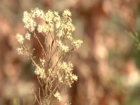 Country Flower Video stock 308641