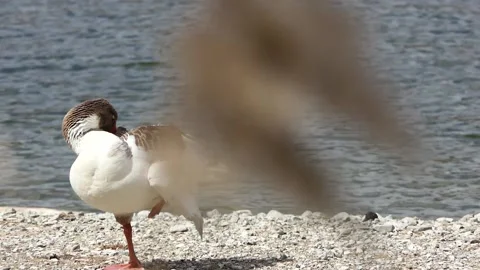 Country goose on the beach Stock Footage 237156183