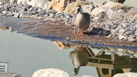 A country goose by the pool Stock Footage 237098059