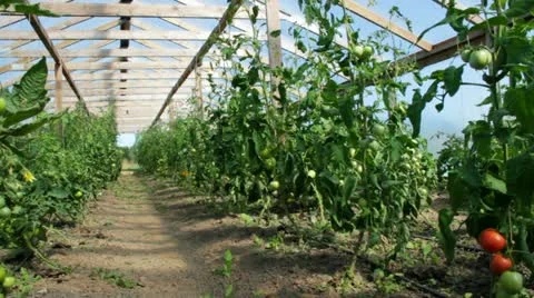 Country greenhouse. Stockbeeldmateriaal 12540802