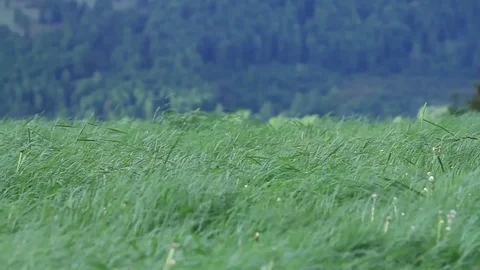 Country hills Video stock 77048895