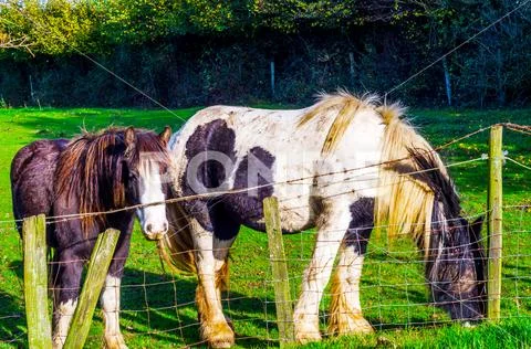 Country horse grazing in a pasture, farm fenced, rural environment Stock Photos