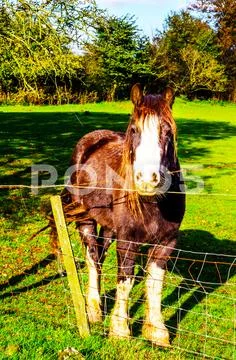 Country horse grazing in a pasture, farm fenced, rural environment Stock Photos