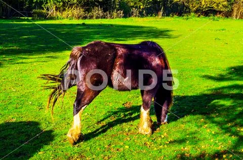 Country horse grazing in a pasture, farm fenced, rural environment Stock Photos