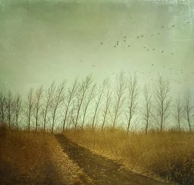 Country path in autumn fields 스톡 사진