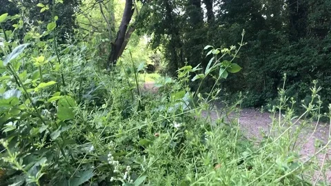 Country Path Stock Footage 108750398