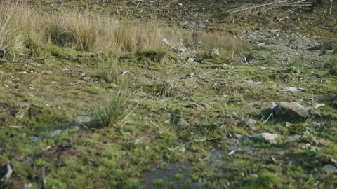 Country path Stock Footage 203906307