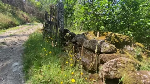 Country path leading into forest with moss-covered stone wall and blue sky 🌿🏞️ Stock Footage 310931561