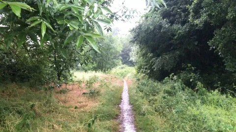 Country path in the rain Stock Footage 109507927