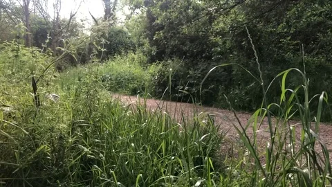 Country Path in Spring Vídeos de archivo 108750350