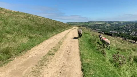 Country path with two sheep grazing on the grass at the side. Stock Footage 137645692