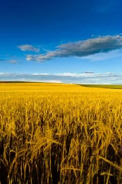 In the country Stock Photos