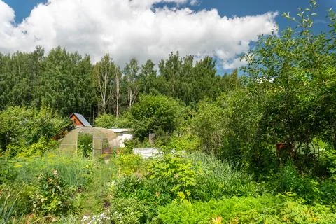 Country plot with a small house. Thickets of green trees and fruit and berry 写真素材