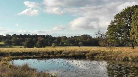 Country Pond Stock Footage 75959673