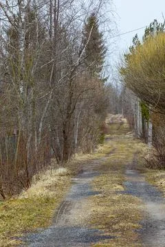 Country road with bare trees on the sides Stock Photos