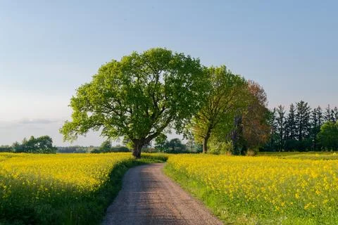 Country road between rapeseed fields with graceful trees in Kollund Denmark Stock Photos