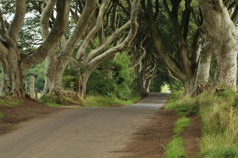 Country road bordered by beech trees Stock Photos
