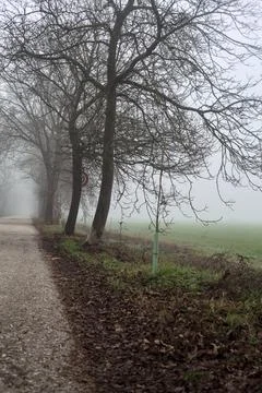 Country road bordered by a row of bare tree on a foggy day Stock Photos