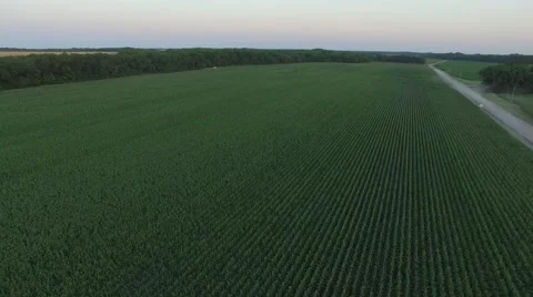 Country Road Cornfield Flyback Vidéo 66520657