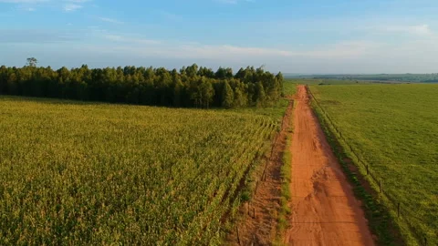 Country road with eucalyptus forest, corn field and cattle on pasture Stock-Footage 147959709