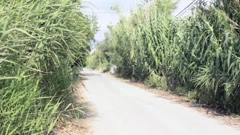 Country road Stock Footage 197161461